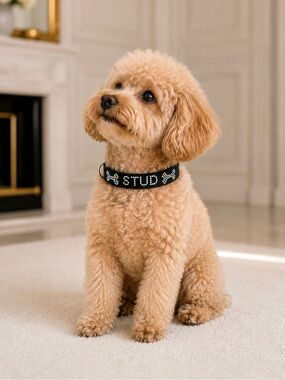 “STUD” PET COLLAR
